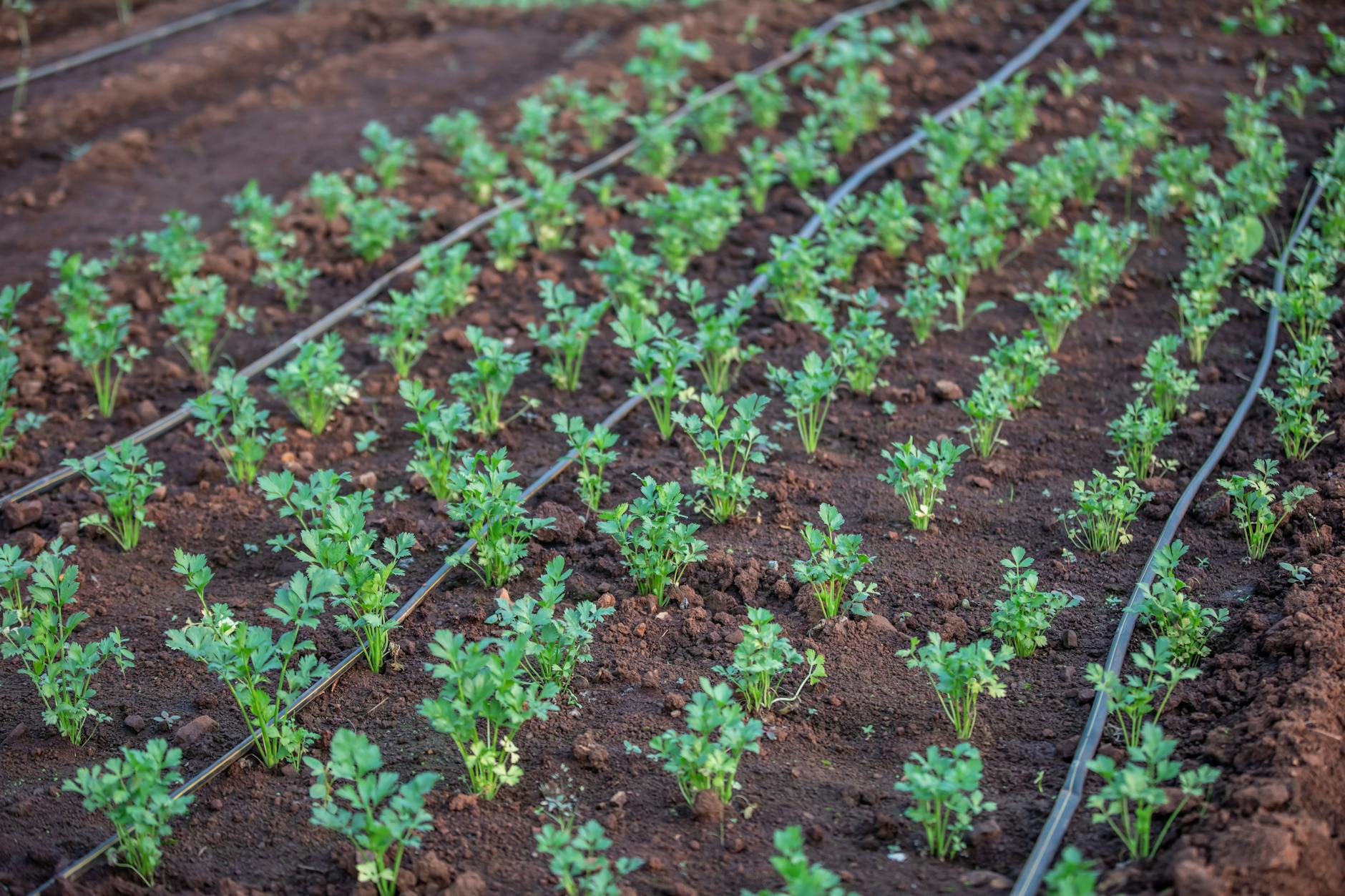Fertigation through drip irrigation