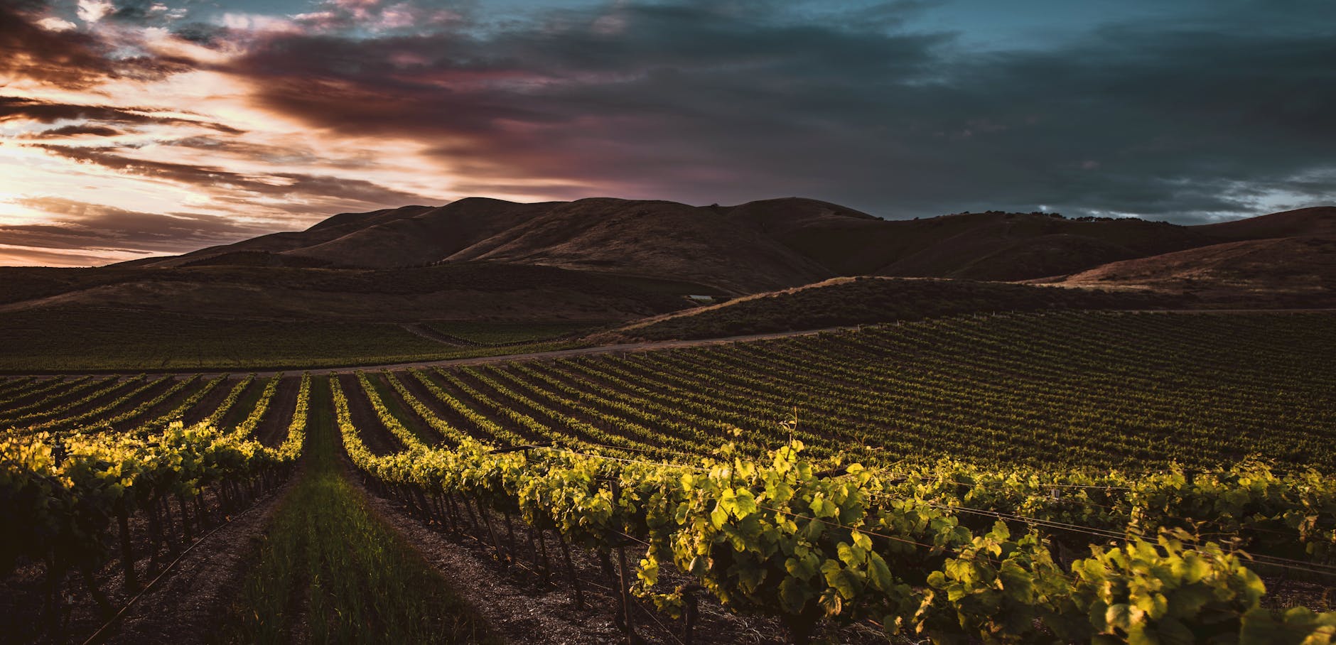 Vineyard at golden hour